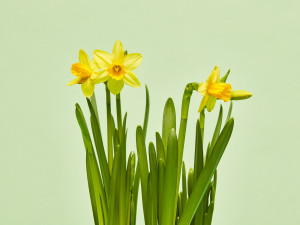 Gartencenter Kremer. Die Naturtalente | Osterglocke