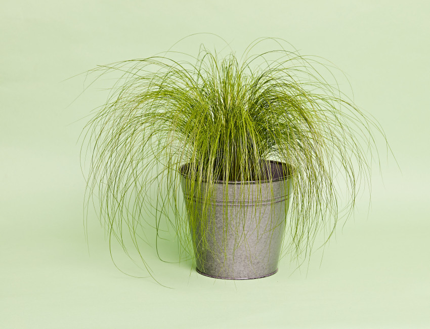 Gartencenter Kremer. Die Naturtalente | Federgras