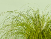 Gartencenter Kremer. Die Naturtalente | Federgras
