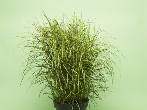 Gartencenter Kremer. Die Naturtalente | Zwerg-Chinaschilf &acute;Dwarf`