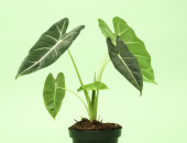 Gartencenter Kremer. Die Naturtalente | Alokasie