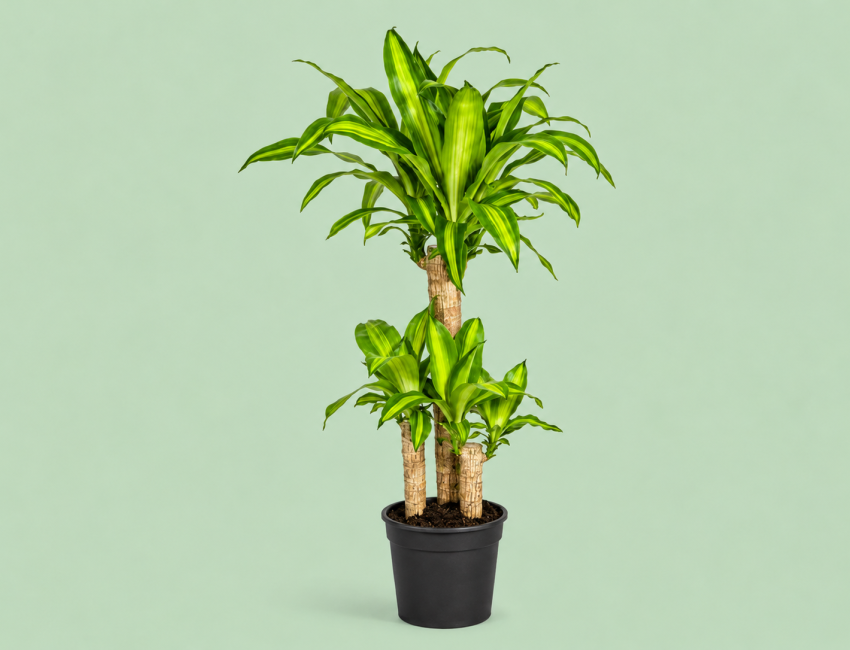 Gartencenter Kremer. Die Naturtalente | Drachenbaum