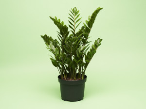 Gartencenter Kremer. Die Naturtalente | Gl&uuml;cksfeder