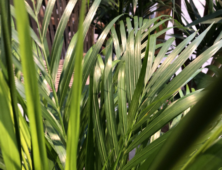Gartencenter Kremer. Die Naturtalente | Goldfruchtpalme