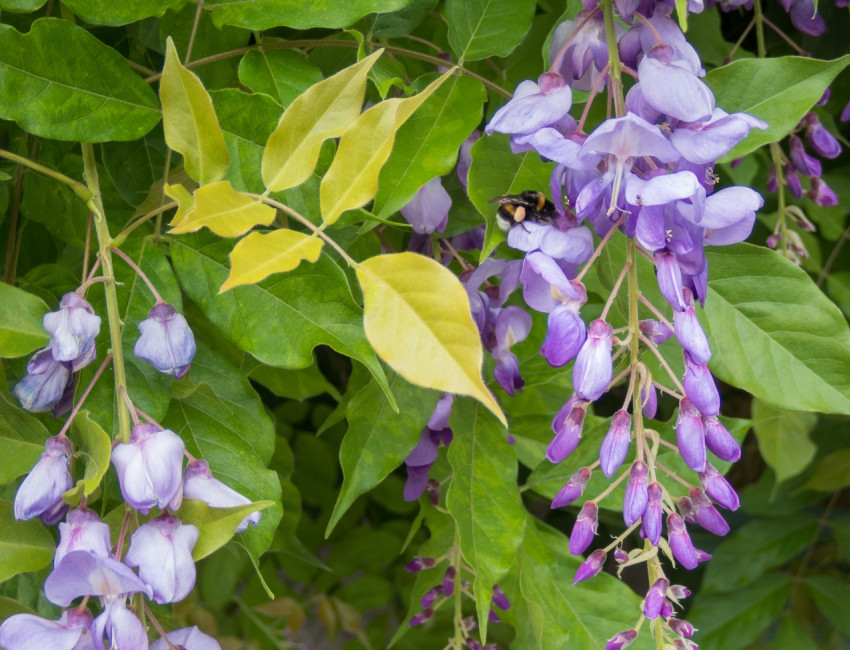 Gartencenter Kremer. Die Naturtalente | Blauregen