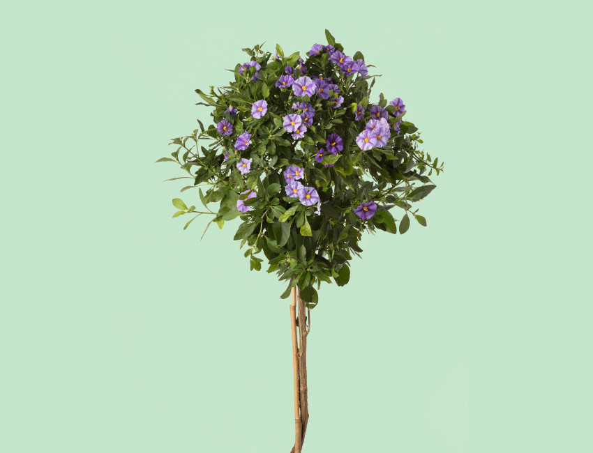 Gartencenter Kremer. Die Naturtalente | Enzian-St&auml;mmchen