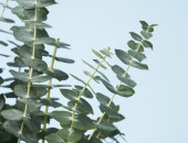 Gartencenter Kremer. Die Naturtalente | Eukalyptus