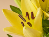 Gartencenter Kremer. Die Naturtalente | Lilien