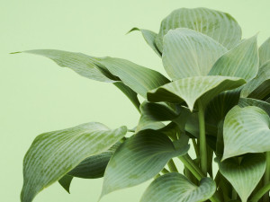 Gartencenter Kremer. Die Naturtalente | Funkie