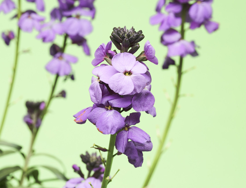 Gartencenter Kremer. Die Naturtalente | Goldlack